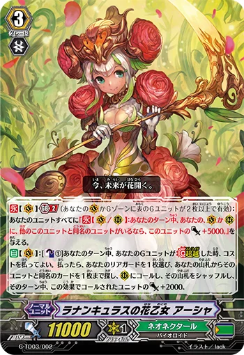 Ranunculus Flower Maiden, Ahsha