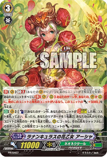 Ranunculus Flower Maiden, Ahsha